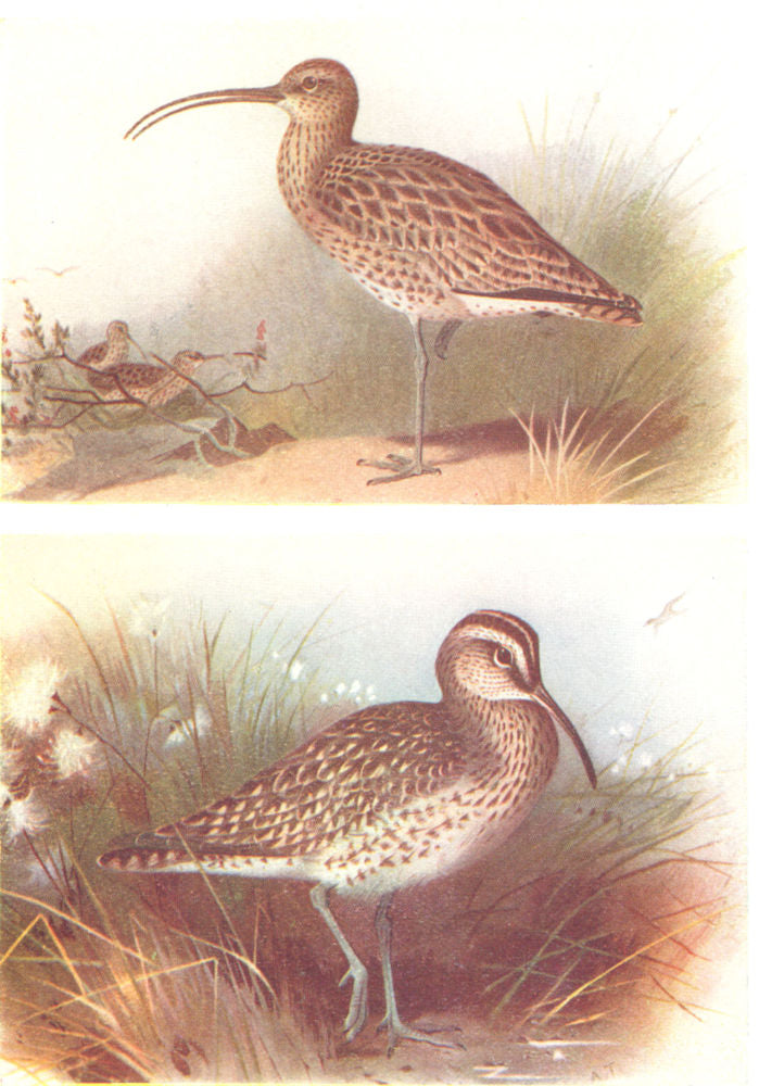 BRITISH BIRDS. Curlew; Whimbrel. THORBURN 1925 old vintage print picture